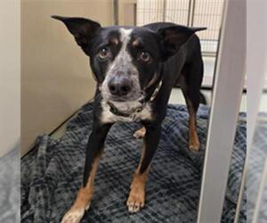 Texas Heeler-Unknown Mix Dogs for adoption in Placerville, CA, USA