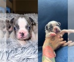 Puppy 3 French Bulldog