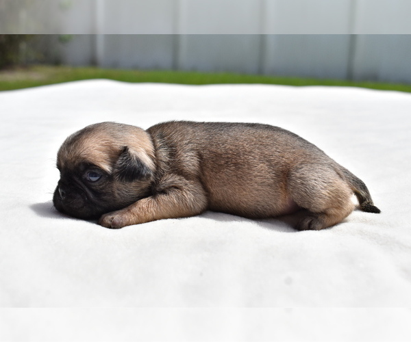 Medium Photo #2 Pug Puppy For Sale in PALM COAST, FL, USA