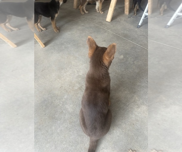 Medium Photo #24 German Shepherd Dog Puppy For Sale in OSAGE CITY, KS, USA