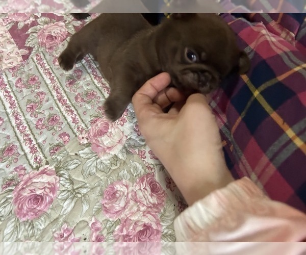 Medium Photo #2 Pug Puppy For Sale in BLOOMINGTON, IL, USA