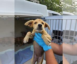 Labrador Retriever-Unknown Mix Dogs for adoption in San Antonio, TX, USA