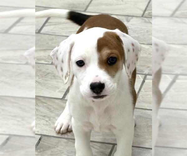 Medium Photo #1 Beagle Puppy For Sale in Canfield, OH, USA