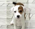 Small Beagle