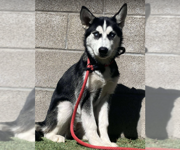 Medium Photo #5 Siberian Husky-Unknown Mix Puppy For Sale in Aurora, CO, USA