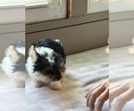 Small #2 Yorkshire Terrier