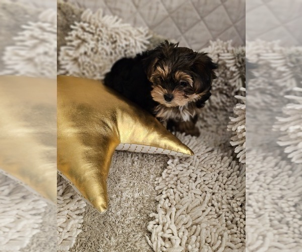 Medium Photo #2 Yorkshire Terrier Puppy For Sale in SALEM, OR, USA