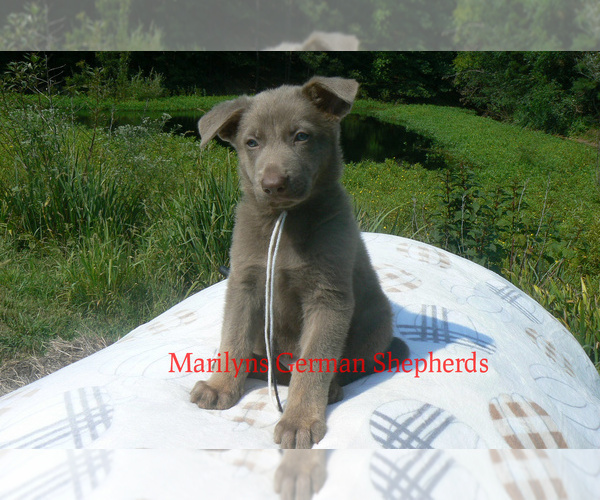 Medium Photo #2 German Shepherd Dog Puppy For Sale in PIEDMONT, MO, USA