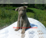 Small #1 German Shepherd Dog