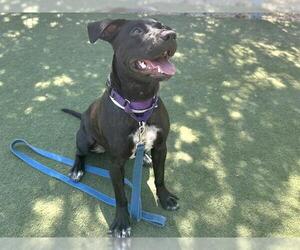 Labrador Retriever-Unknown Mix Dogs for adoption in Martinez, CA, USA