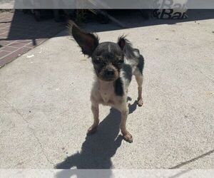 Havamalt Puppy for sale in BELL GARDENS, CA, USA