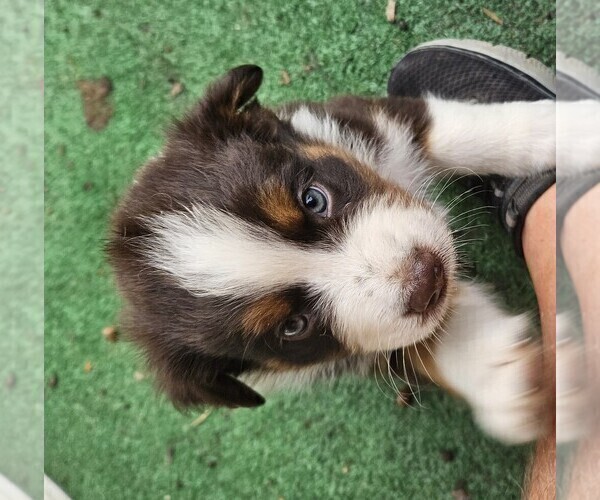 Medium Photo #2 Australian Shepherd Puppy For Sale in NELSON, VA, USA