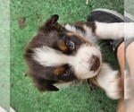 Small Photo #2 Australian Shepherd Puppy For Sale in NELSON, VA, USA