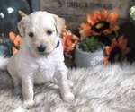 Small Photo #1 Goldendoodle Puppy For Sale in MARQUAND, MO, USA