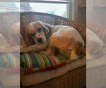 Small Photo #3 Cocker Spaniel Puppy For Sale in Cliffwood, NJ, USA