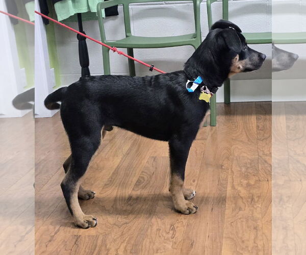 Medium Photo #3 Mutt Puppy For Sale in Sandy, UT, USA