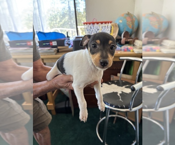 Medium Photo #5 Fox Terrier (Smooth)-Rat Terrier Mix Puppy For Sale in PLACERVILLE, CA, USA