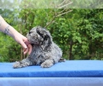 Small #10 Poodle (Toy)