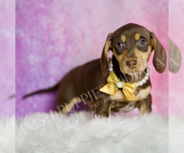 Medium Photo #5 Dachshund Puppy For Sale in WARSAW, IN, USA