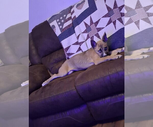 Medium Photo #4 Siberian Husky-Unknown Mix Puppy For Sale in Germantown, OH, USA