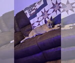 Small #3 Siberian Husky Mix