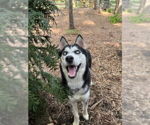 Farrah - Female Siberian Husky Dog for Adoption - Photo #6