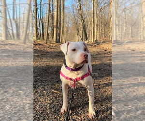 Madonna (GA) - Female American Pit Bull Terrier-Unknown Mix Dog for Adoption - Photo #2