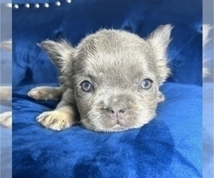 French Bulldog Puppy for sale in ENCINO, CA, USA