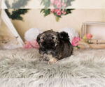 Small Photo #3 Havanese-Poodle (Toy) Mix Puppy For Sale in WARSAW, IN, USA