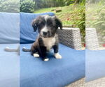 Small American Pit Bull Terrier-Chihuahua Mix