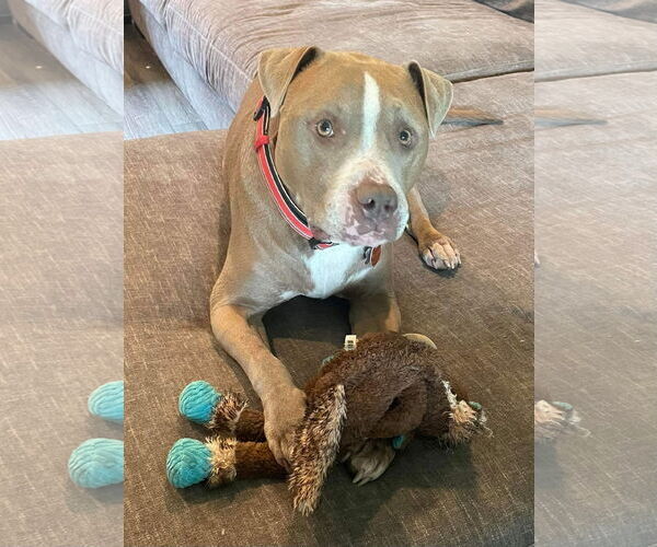 Medium Photo #1 American Pit Bull Terrier-Unknown Mix Puppy For Sale in Germantown, OH, USA