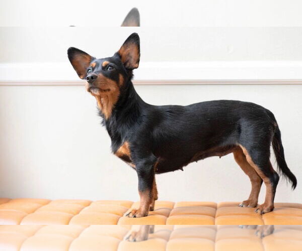 Medium Photo #2 Dachshund-Unknown Mix Puppy For Sale in Greenville, SC, USA