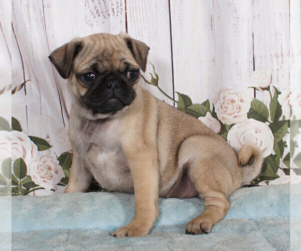 Medium Photo #1 Buggs Puppy For Sale in PENNS CREEK, PA, USA