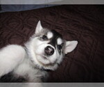 Small Photo #1 Wolf Hybrid Puppy For Sale in BECKLEY, WV, USA