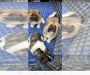 Akita Puppy for sale in FERNDALE, MI, USA