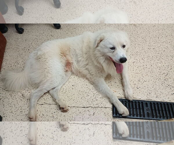 Medium Photo #17 Great Pyrenees-Unknown Mix Puppy For Sale in Houston, TX, USA