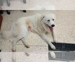 Small #16 Great Pyrenees Mix