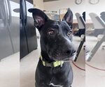 Small #4 American Pit Bull Terrier-Labrador Retriever Mix