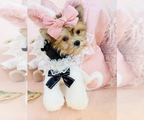 Medium Photo #11 Yorkshire Terrier Puppy For Sale in MIAMI, FL, USA