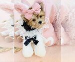 Small #10 Yorkshire Terrier