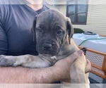 Small Photo #3 Bullmastiff Puppy For Sale in LAPEER, MI, USA