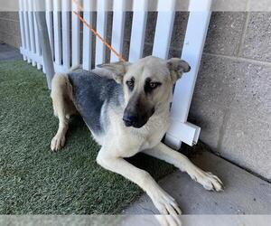German Shepherd Dog Dogs for adoption in Modesto, CA, USA