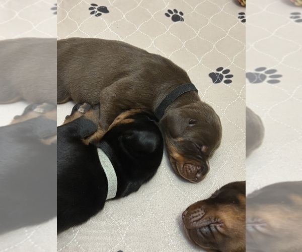 Medium Photo #11 Doberman Pinscher Puppy For Sale in MACOMB TOWNSHIP, MI, USA