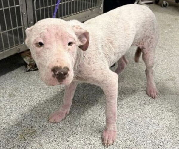 Medium Photo #2 American Pit Bull Terrier-Unknown Mix Puppy For Sale in Houston, TX, USA