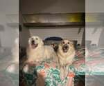 Small Photo #3 Great Pyrenees Puppy For Sale in Santa Clarita, CA, USA