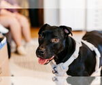Small Labrador Retriever Mix
