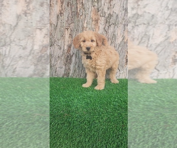 Medium Photo #1 Goldendoodle (Miniature) Puppy For Sale in INDIANAPOLIS, IN, USA