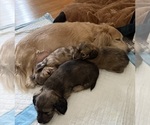 Small #6 Dachshund