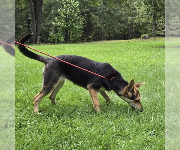 Medium Photo #6 German Shepherd Dog-Unknown Mix Puppy For Sale in Yardley, PA, USA