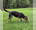 Small #5 German Shepherd Dog Mix
